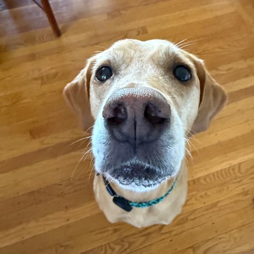 A yellow Labrador looking straight up at the camera from a hardwood floor