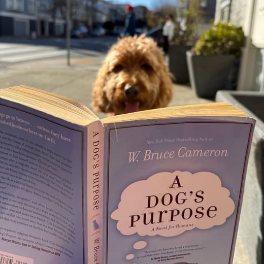 A doodle waiting on a sunny San Francisco street corner behind a copy of A Dog's Purpose