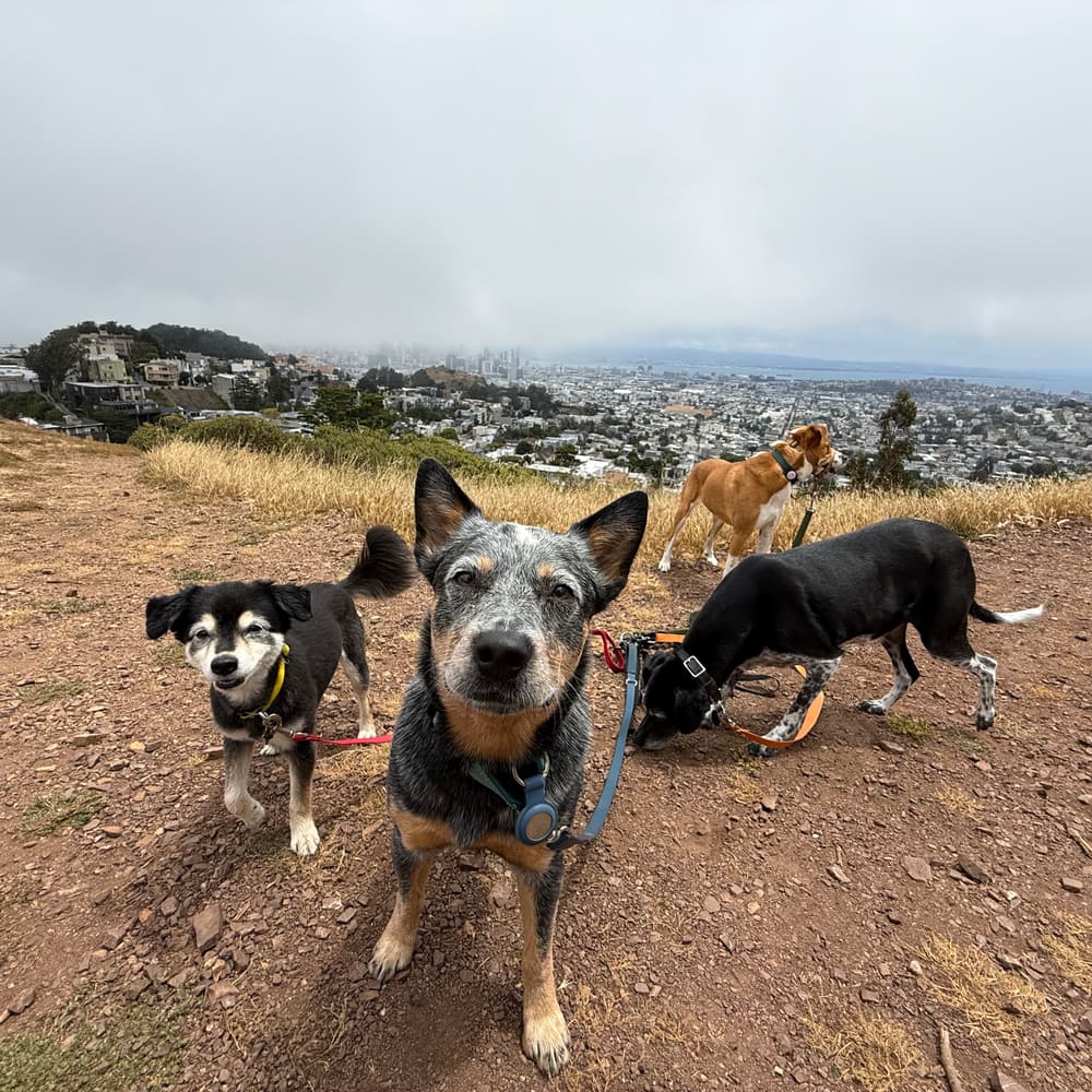 Four dogs on the dirt path at Tank Hill with the San Francisco skyline and fog behind them