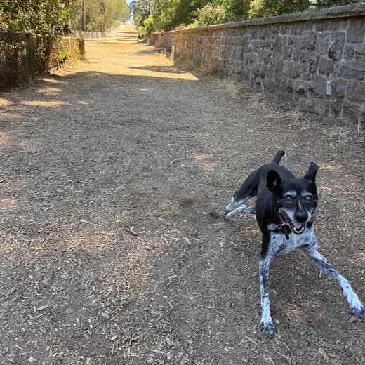 A black and white speckled dog trotting along the wall-lined path at Mountain Lake Park