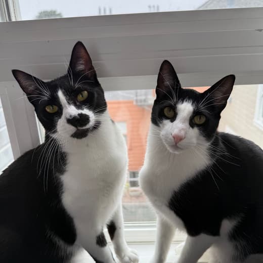 Two tuxedo cats sitting together in a sunny window during a drop-in visit